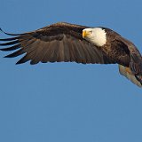 12SB6941 Bald Eagle